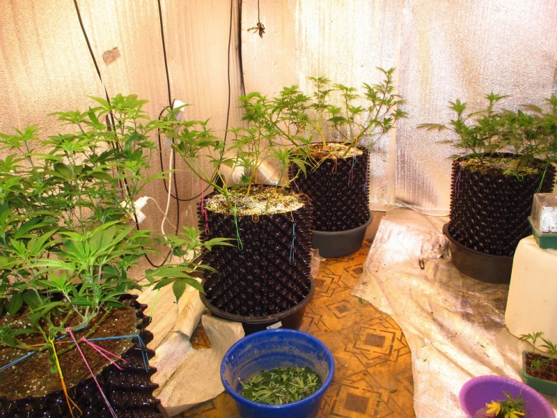 Полиция изъяла два  килограмма марихуаны и 31 куст конопли