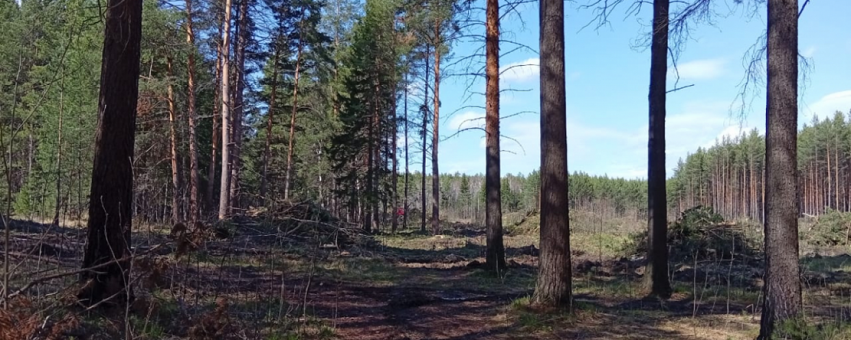 Домовладельцы Красной Горки жалуются на дискомфорт от вырубки леса