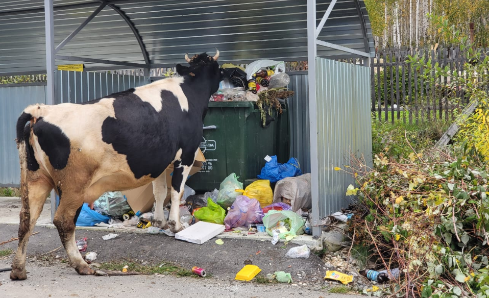 Молоко с помойки. Когда уже в Полевской придет новый мусорный оператор?