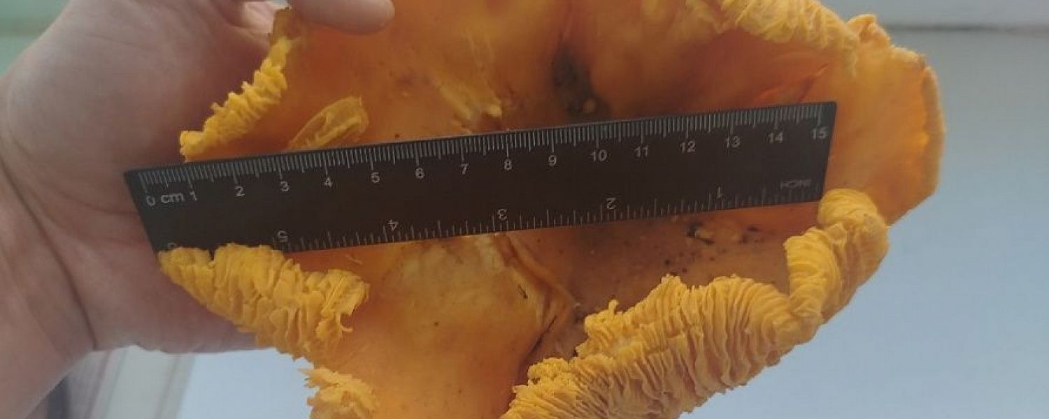 В полевских лесах нашли гигантскую лисичку