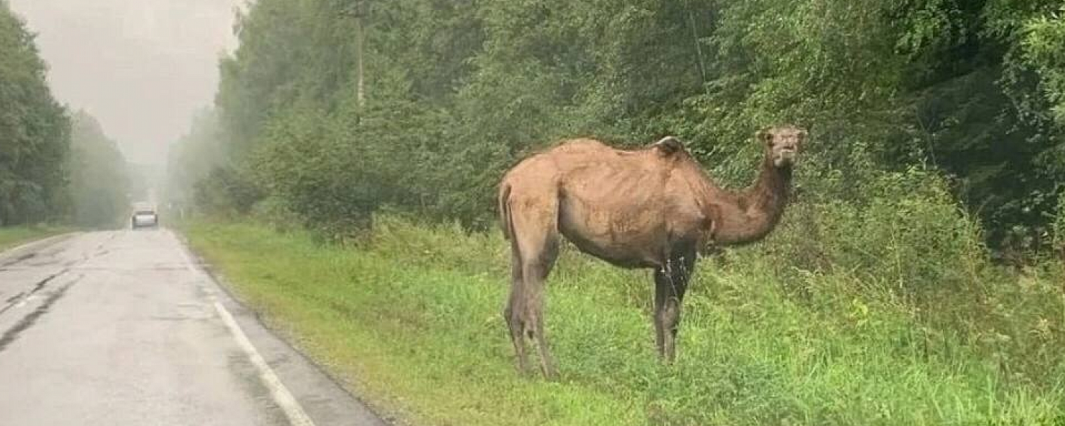 На полевских обочинах верблюда пока не фотографировали